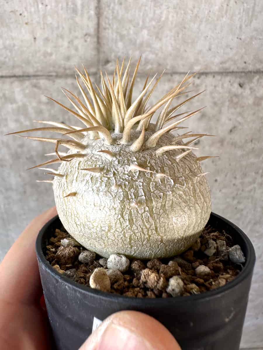 【現品限り】パキポディウム・エブレネウム【A21】 Pachypodium eburneum