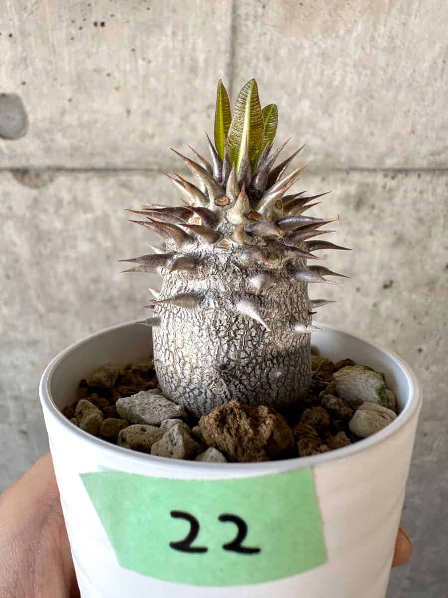 【現品限り】パキポディウム・エブレネウム【A22】 Pachypodium eburneum