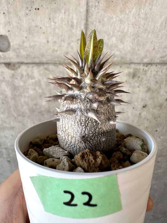 【現品限り】パキポディウム・エブレネウム【A22】 Pachypodium eburneum