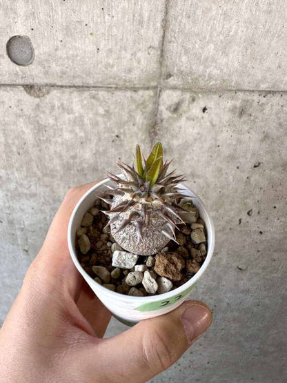 【現品限り】パキポディウム・エブレネウム【A22】 Pachypodium eburneum