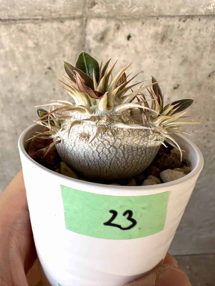 【現品限り】パキポディウム・エブレネウム【A23】 Pachypodium eburneum