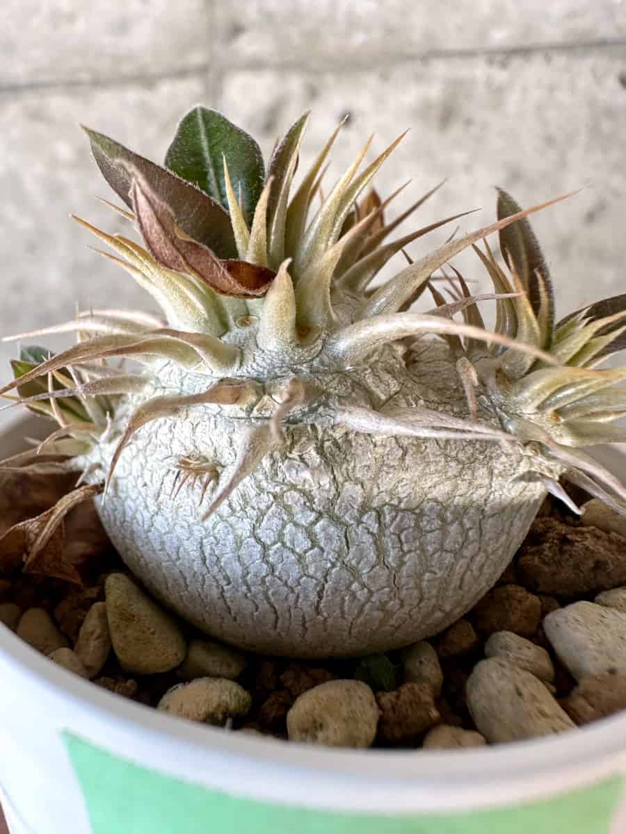 【現品限り】パキポディウム・エブレネウム【A23】 Pachypodium eburneum