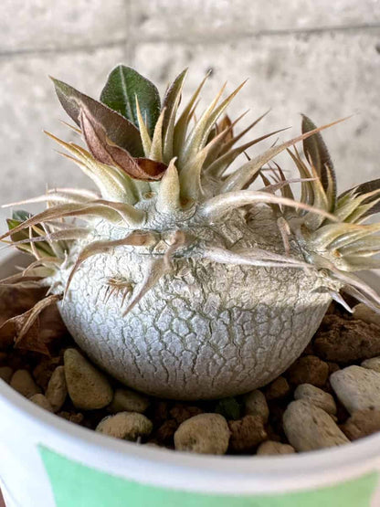 【現品限り】パキポディウム・エブレネウム【A23】 Pachypodium eburneum