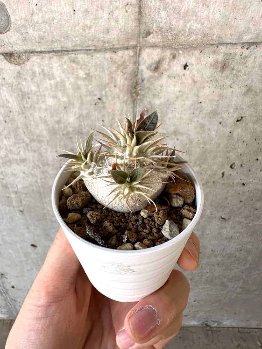 【現品限り】パキポディウム・エブレネウム【A23】 Pachypodium eburneum