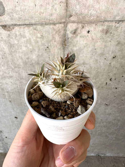 【現品限り】パキポディウム・エブレネウム【A23】 Pachypodium eburneum