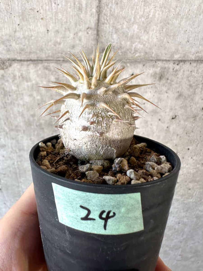 【現品限り】パキポディウム・エブレネウム【A24】 Pachypodium eburneum