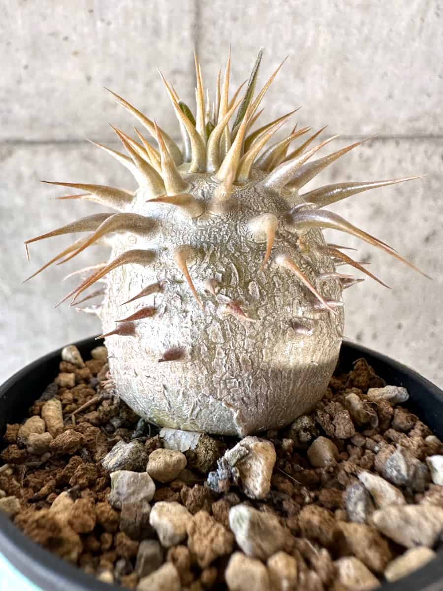 現品限り】パキポディウム・エブレネウム【A24】 Pachypodium eburneum