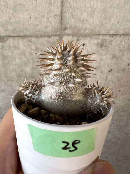 【現品限り】パキポディウム・エブレネウム【A25】 Pachypodium eburneum