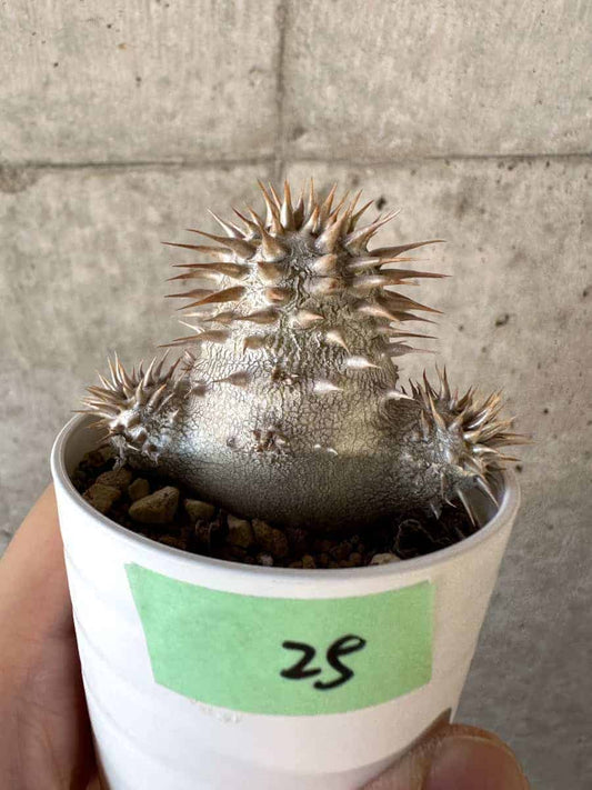 【現品限り】パキポディウム・エブレネウム【A25】 Pachypodium eburneum