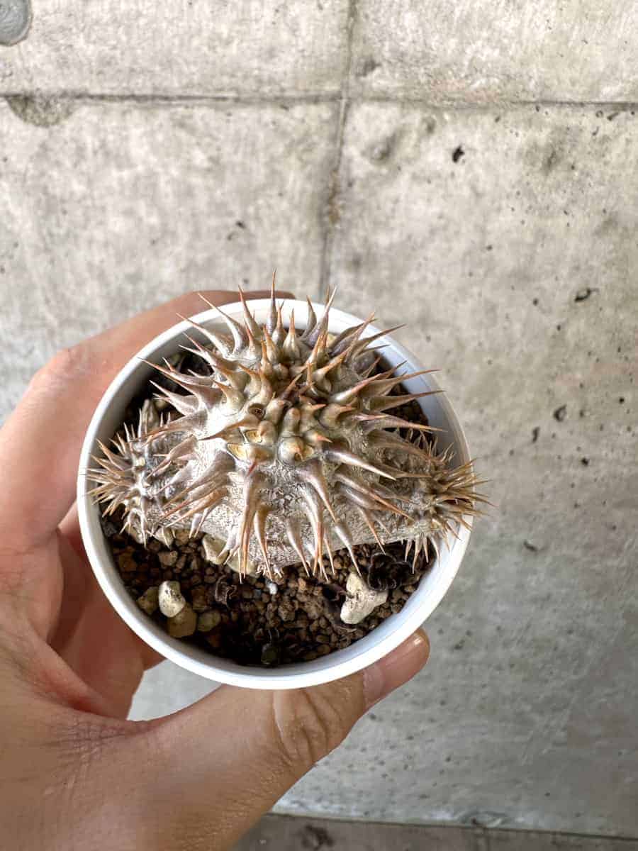 パキポディウム エブレネウム Pachypodium eburneum ⑤ パキポディウム エブレネウム 実生／Pachypodium eburneum no.5
