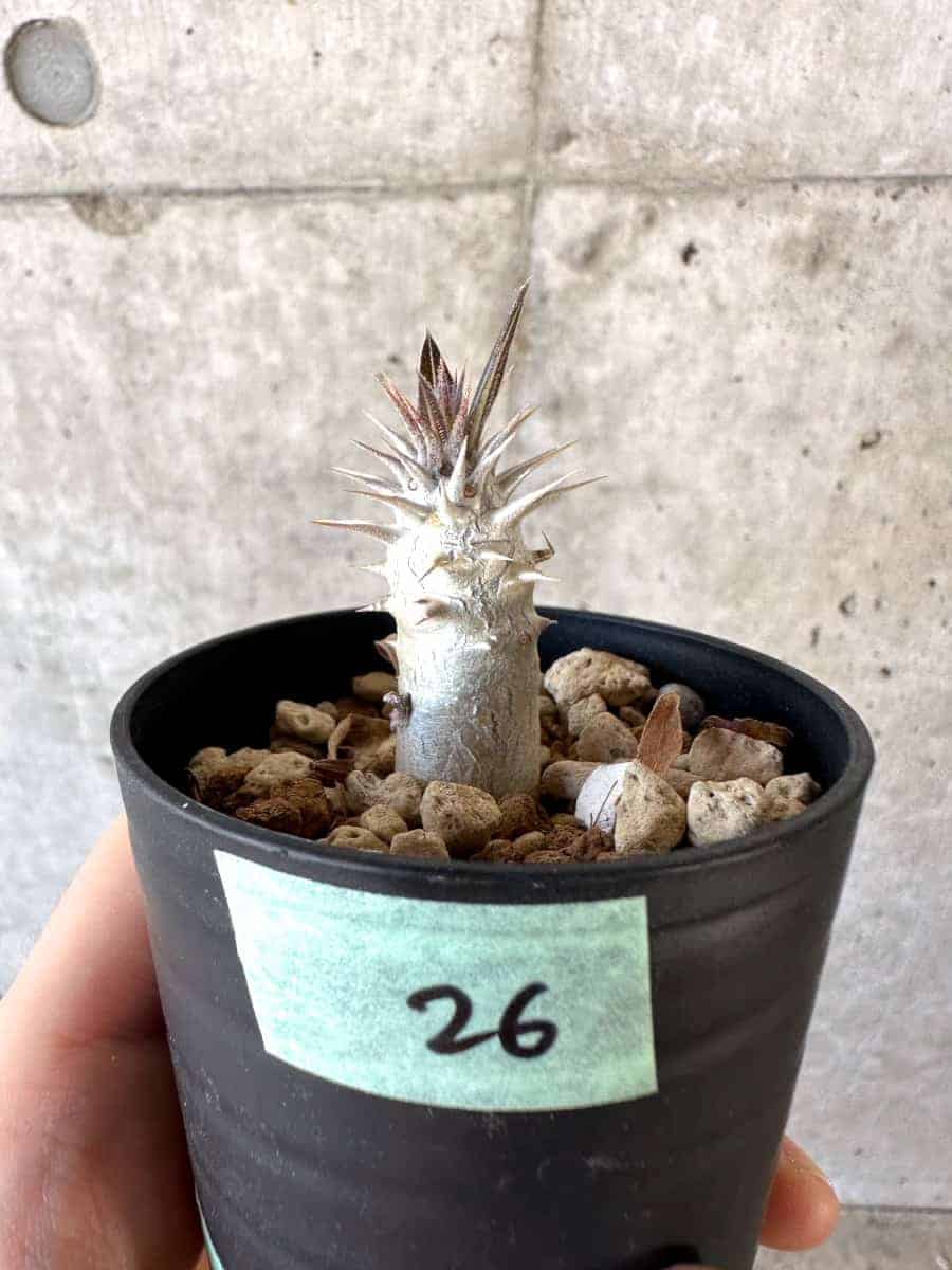 【現品限り】パキポディウム・デンシフローラム【A26】 Pachypodium densiflorum
