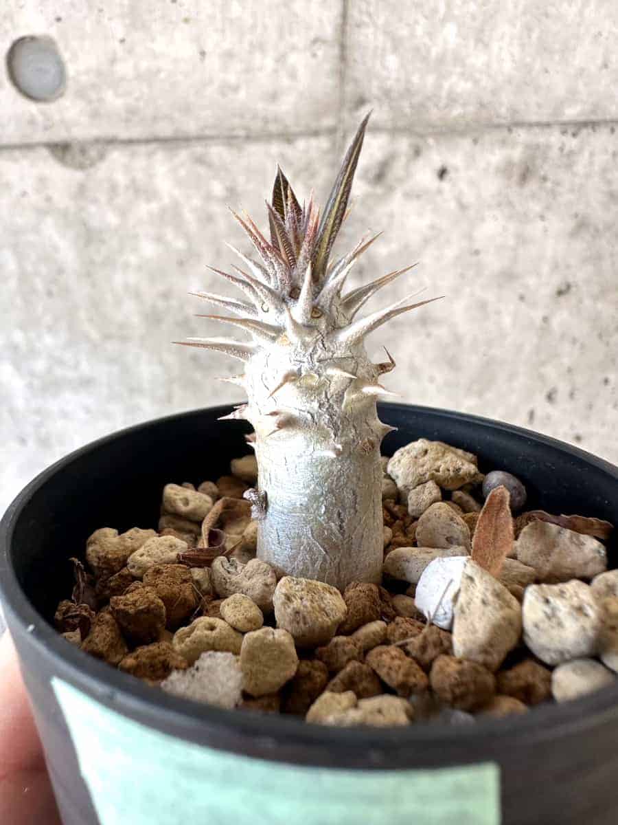 現品限り】パキポディウム・デンシフローラム【A26】 Pachypodium
