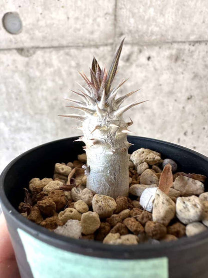 【現品限り】パキポディウム・デンシフローラム【A26】 Pachypodium densiflorum