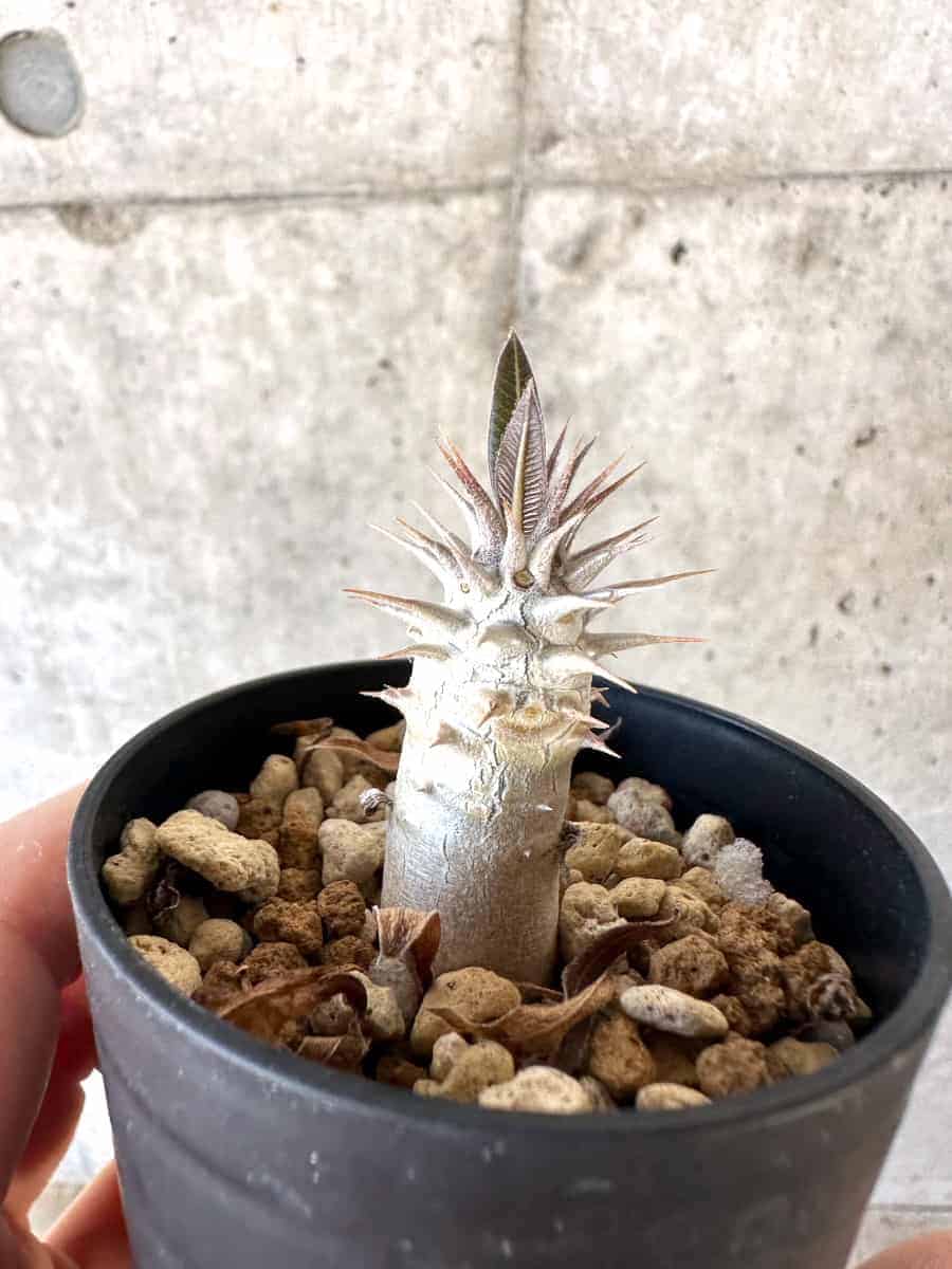 現品限り】パキポディウム・デンシフローラム【A26】 Pachypodium