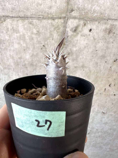 【現品限り】パキポディウム・デンシフローラム【A27】 Pachypodium densiflorum