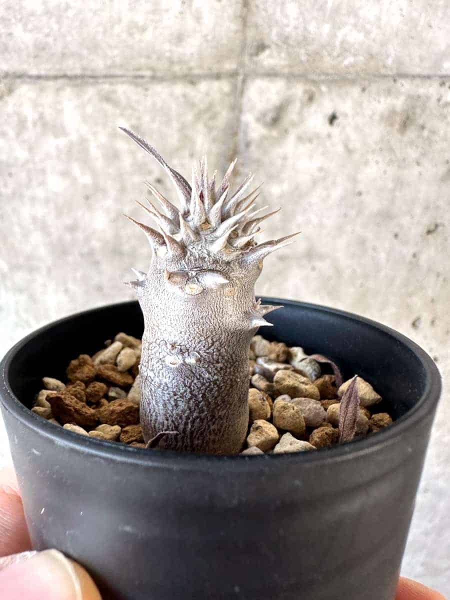 【現品限り】パキポディウム・デンシフローラム【A27】 Pachypodium densiflorum