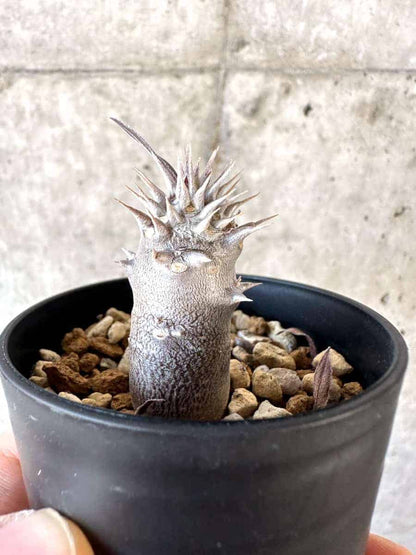 【現品限り】パキポディウム・デンシフローラム【A27】 Pachypodium densiflorum