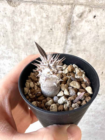 【現品限り】パキポディウム・デンシフローラム【A27】 Pachypodium densiflorum