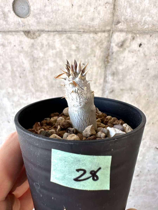 【現品限り】パキポディウム・デンシフローラム【A28】 Pachypodium densiflorum