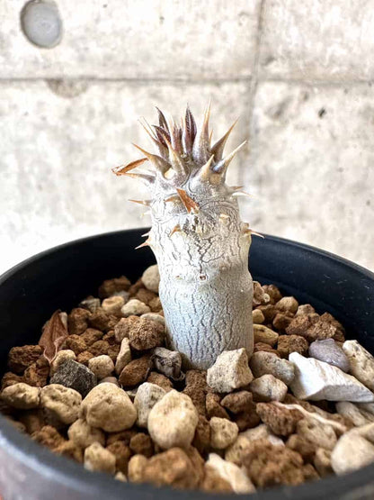 【現品限り】パキポディウム・デンシフローラム【A28】 Pachypodium densiflorum