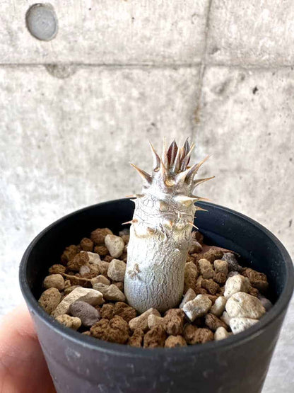 【現品限り】パキポディウム・デンシフローラム【A28】 Pachypodium densiflorum