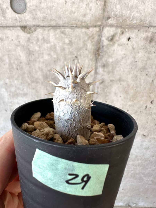 【現品限り】パキポディウム・デンシフローラム【A29】 Pachypodium densiflorum