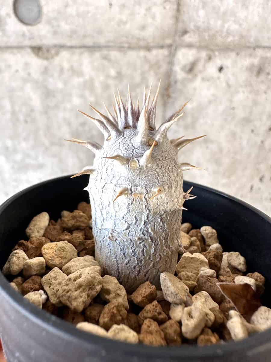 【現品限り】パキポディウム・デンシフローラム【A29】 Pachypodium densiflorum