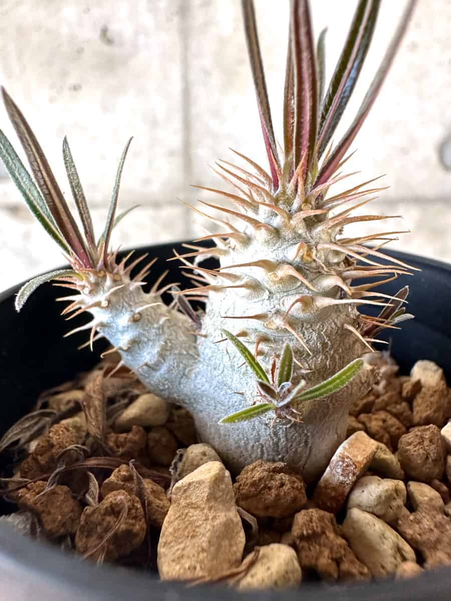 【現品限り】パキポディウム・グラキリス【A2】 Pachypodium gracilius