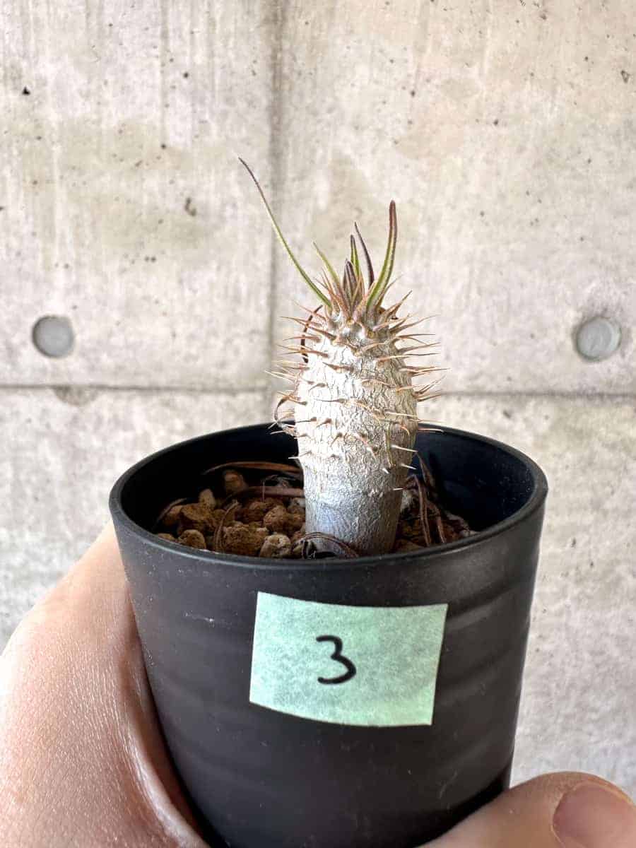【現品限り】パキポディウム・グラキリス【A3】 Pachypodium gracilius