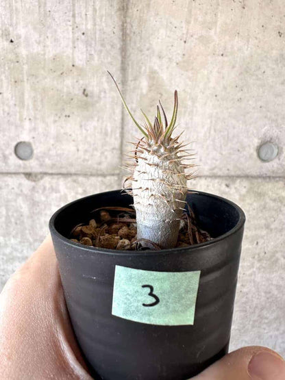 【現品限り】パキポディウム・グラキリス【A3】 Pachypodium gracilius
