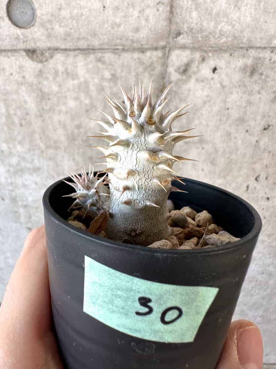 【現品限り】パキポディウム・デンシフローラム【A30】 Pachypodium densiflorum