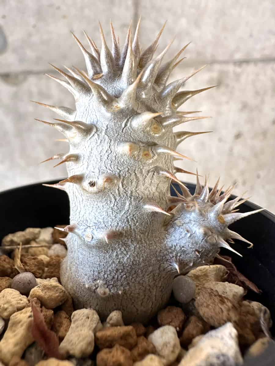 【現品限り】パキポディウム・デンシフローラム【A30】 Pachypodium densiflorum