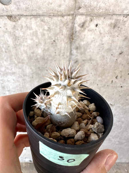 【現品限り】パキポディウム・デンシフローラム【A30】 Pachypodium densiflorum