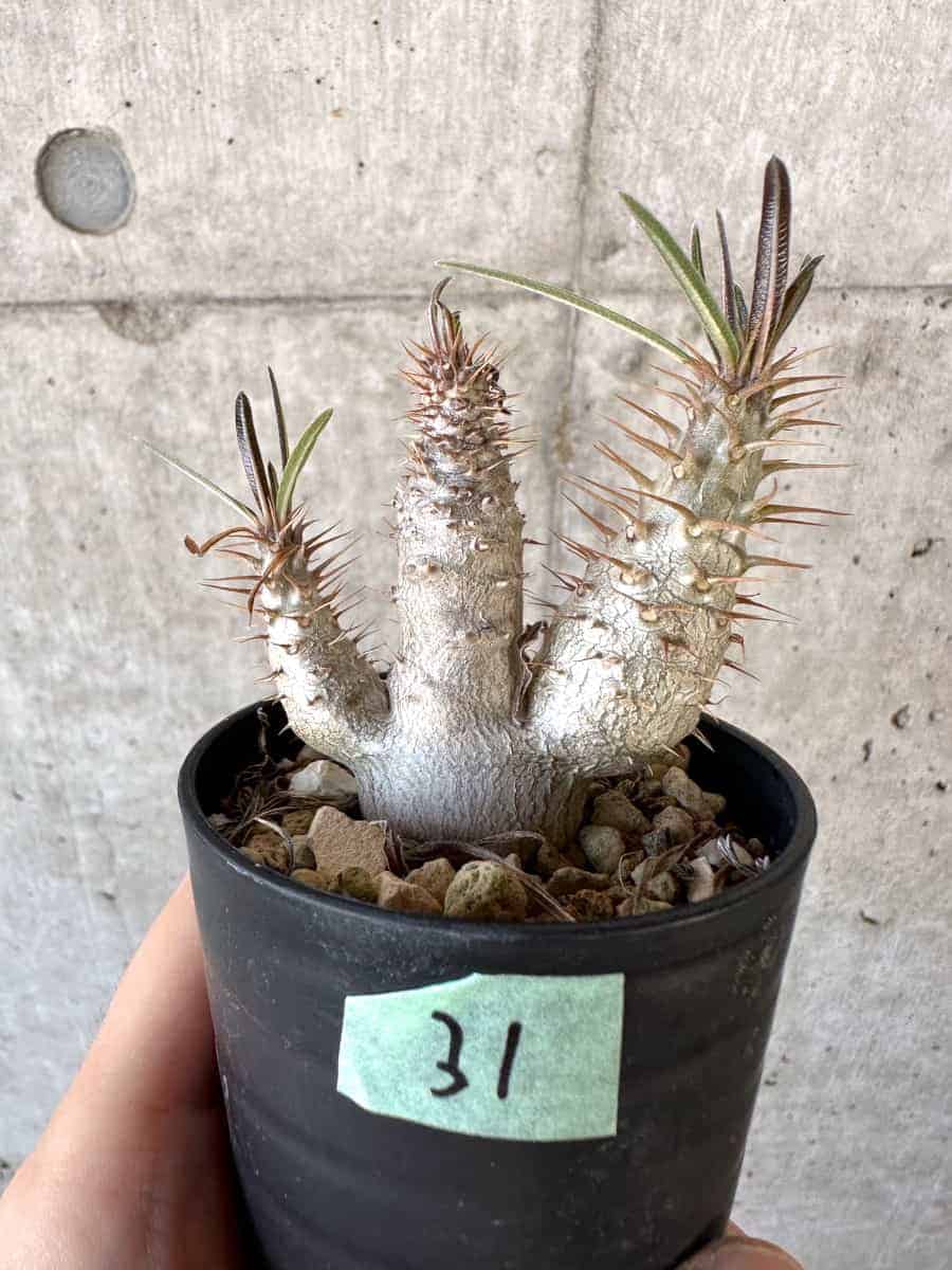 【現品限り】パキポディウム・グラキリス【A31】 Pachypodium gracilius