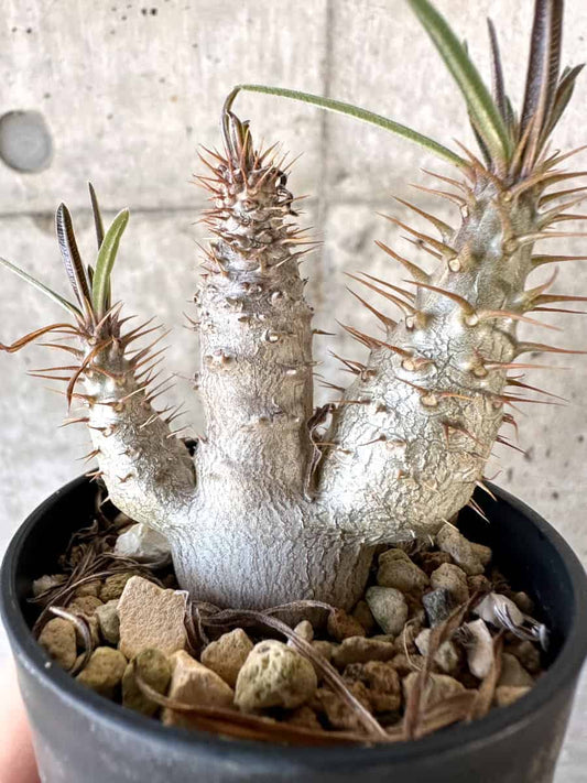 【現品限り】パキポディウム・グラキリス【A31】 Pachypodium gracilius