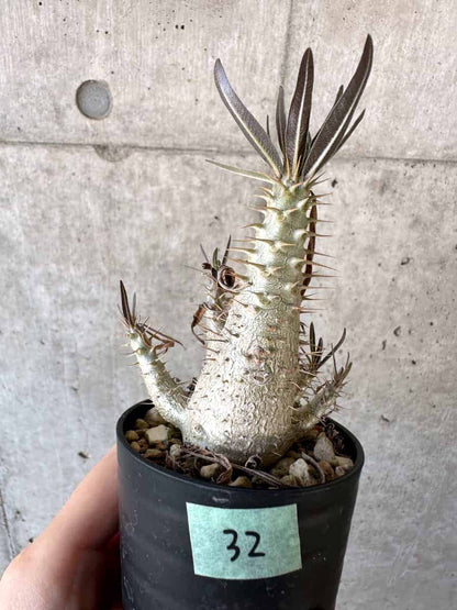 【現品限り】パキポディウム・グラキリス【A32】 Pachypodium gracilius