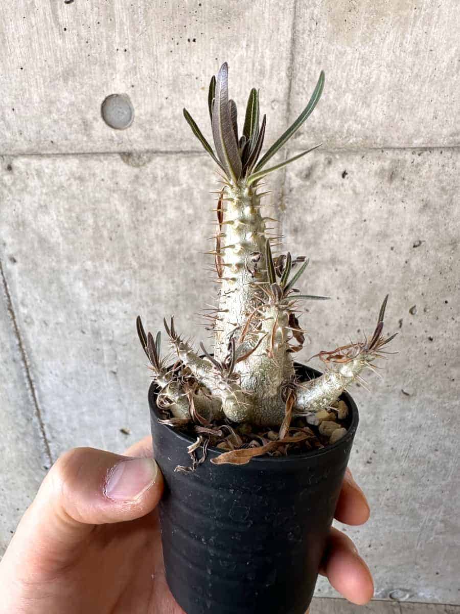 【現品限り】パキポディウム・グラキリス【A32】 Pachypodium gracilius