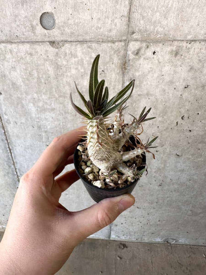 【現品限り】パキポディウム・グラキリス【A32】 Pachypodium gracilius