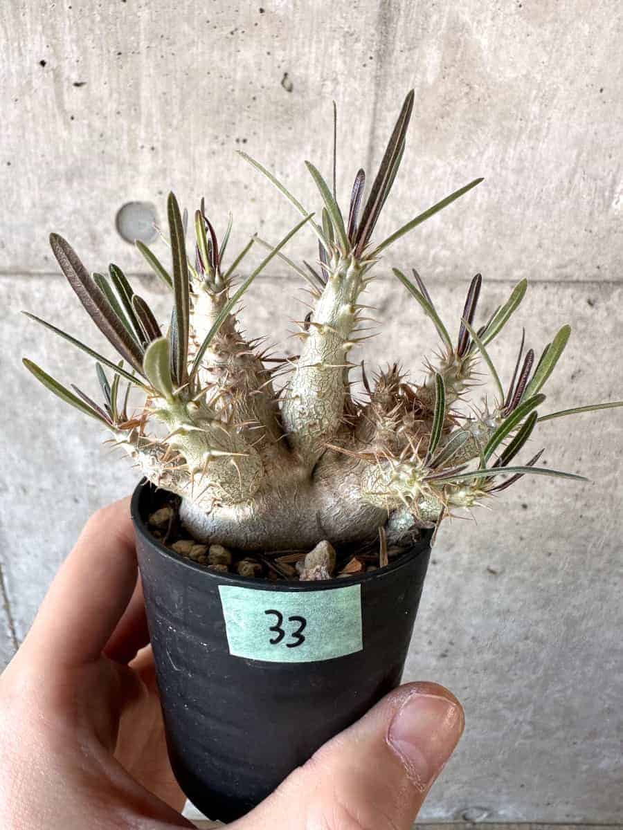 【現品限り】パキポディウム・グラキリス【A33】 Pachypodium gracilius