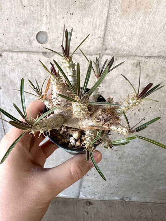 【現品限り】パキポディウム・グラキリス【A33】 Pachypodium gracilius