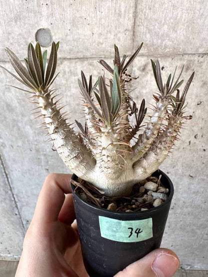 【現品限り】パキポディウム・グラキリス【A34】 Pachypodium gracilius