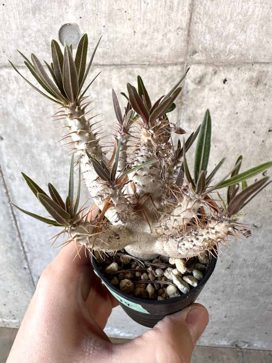 【現品限り】パキポディウム・グラキリス【A34】 Pachypodium gracilius