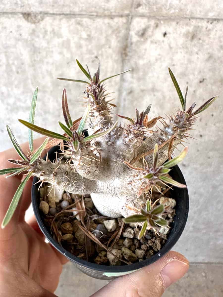 【現品限り】パキポディウム・グラキリス【A35】 Pachypodium gracilius