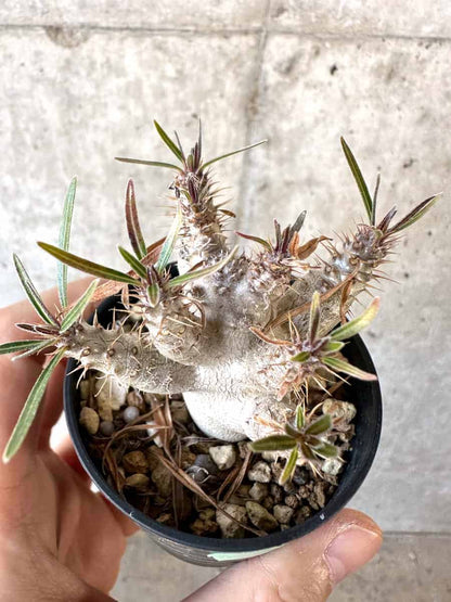 【現品限り】パキポディウム・グラキリス【A35】 Pachypodium gracilius