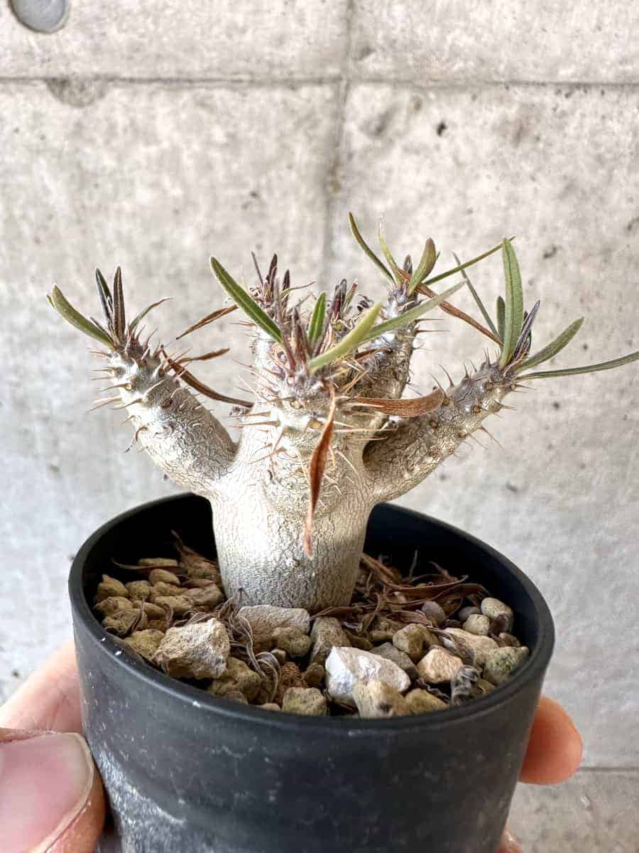 【現品限り】パキポディウム・グラキリス【A35】 Pachypodium gracilius