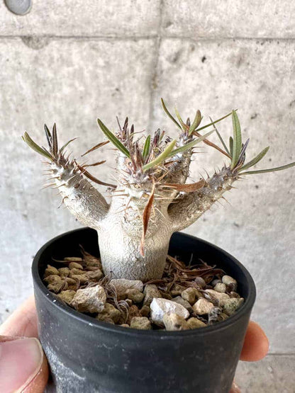 【現品限り】パキポディウム・グラキリス【A35】 Pachypodium gracilius