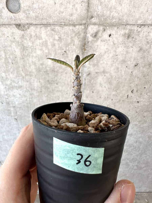 【現品限り】ドルステニア・ギガス 実生【A36】 Dorstenia gigas