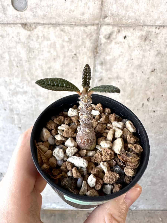 【現品限り】ドルステニア・ギガス 実生【A36】 Dorstenia gigas