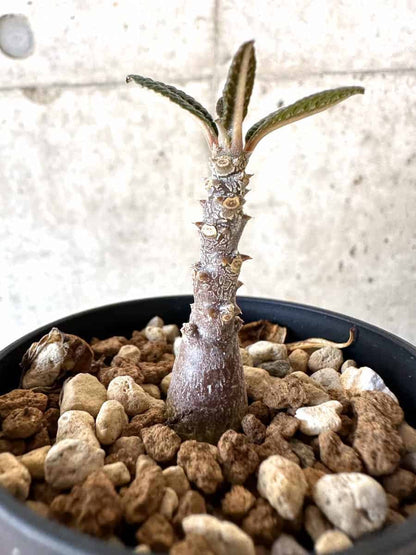 【現品限り】ドルステニア・ギガス 実生【A36】 Dorstenia gigas