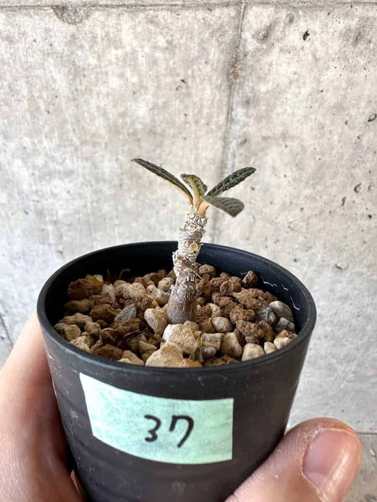 【現品限り】ドルステニア・ギガス 実生【A37】 Dorstenia gigas